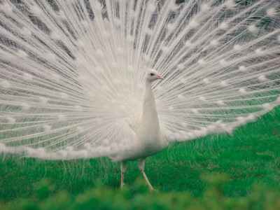 Psychosis, pandemics and the killing of&nbsp;peacocks.